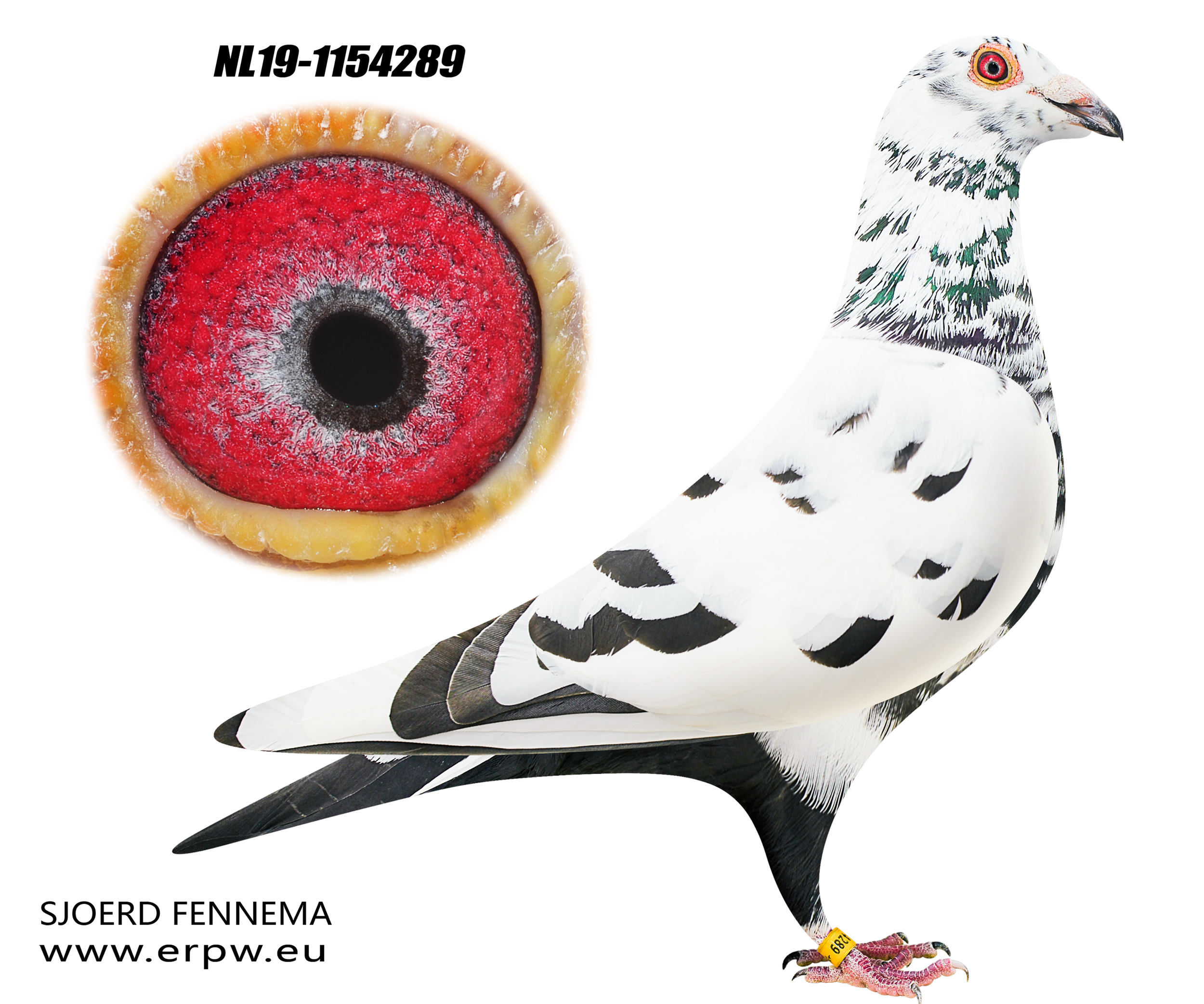 信鸽在线拍卖平台 - 中国信鸽信息网