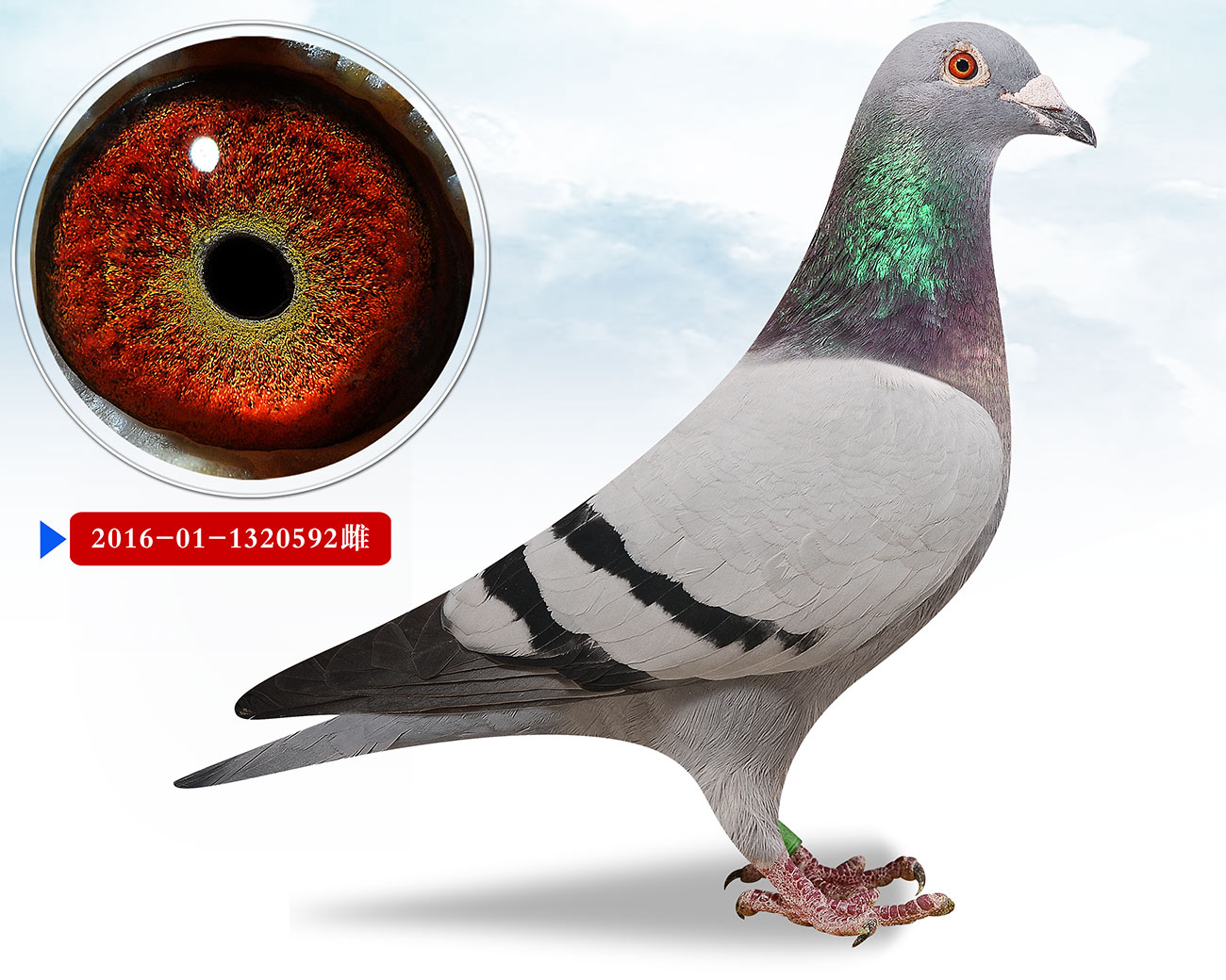 【不能直达的,请将中转费用付给当地车站或机场】