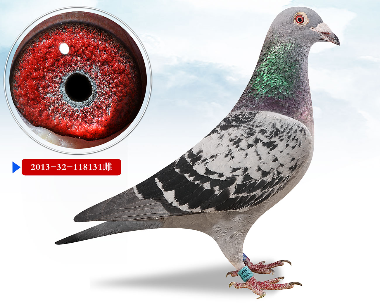 信鸽在线拍卖平台 - 中国信鸽信息网