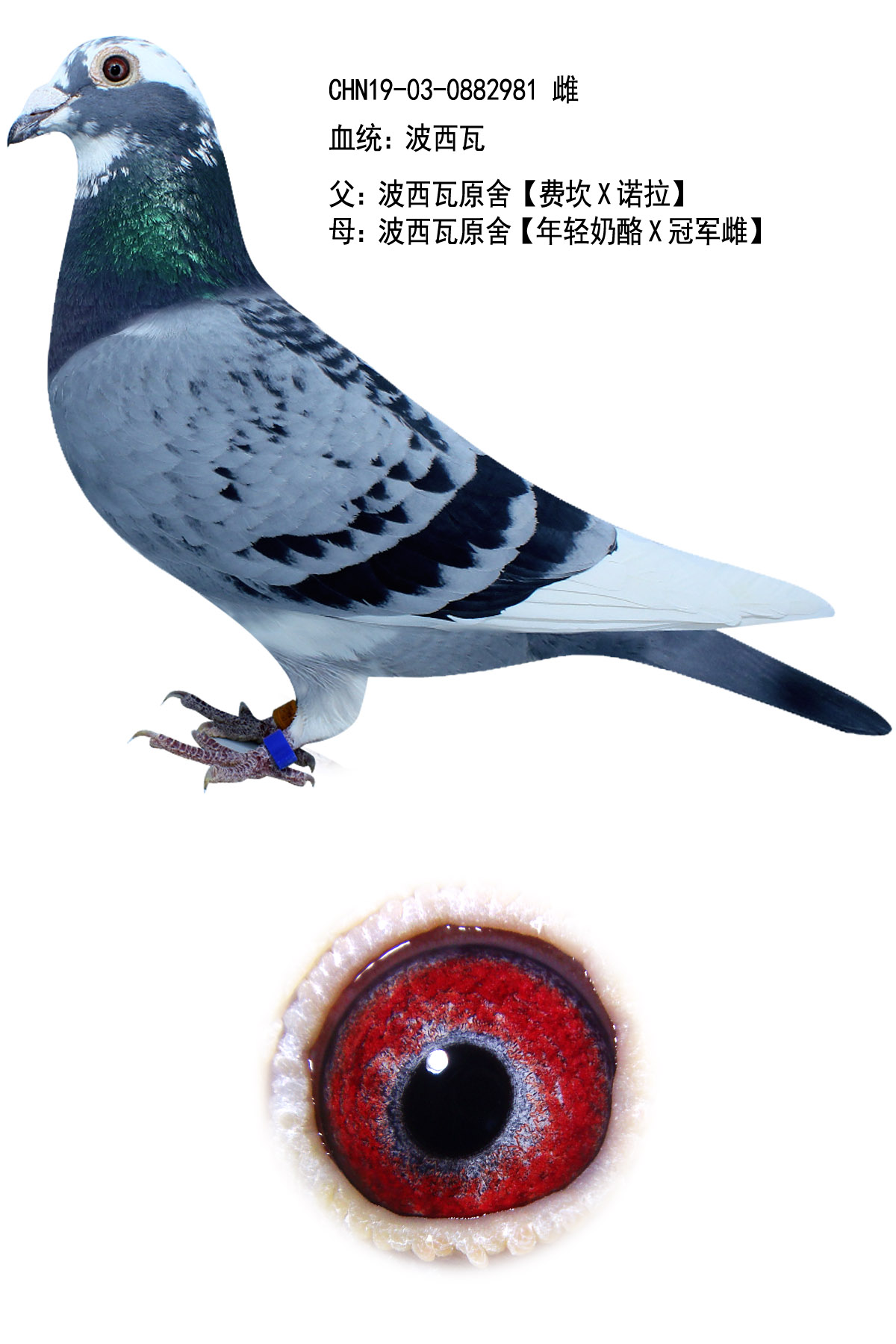 信鸽在线拍卖平台 - 中国信鸽信息网