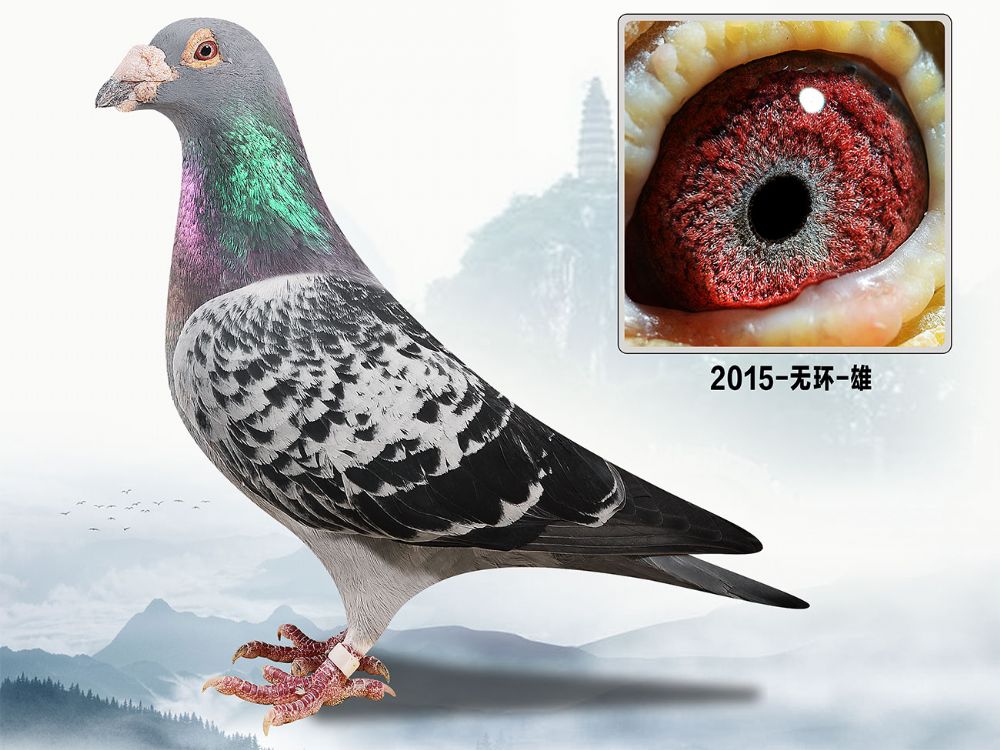 信鸽在线拍卖平台 - 中国信鸽信息网