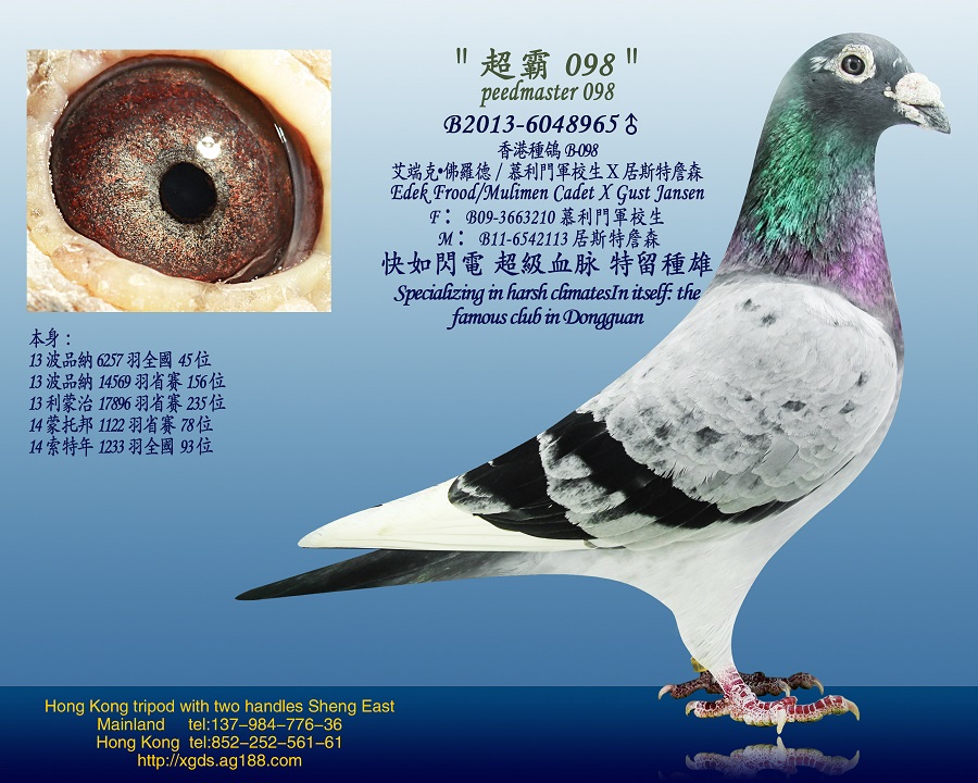 信鸽在线拍卖平台 - 中国信鸽信息网