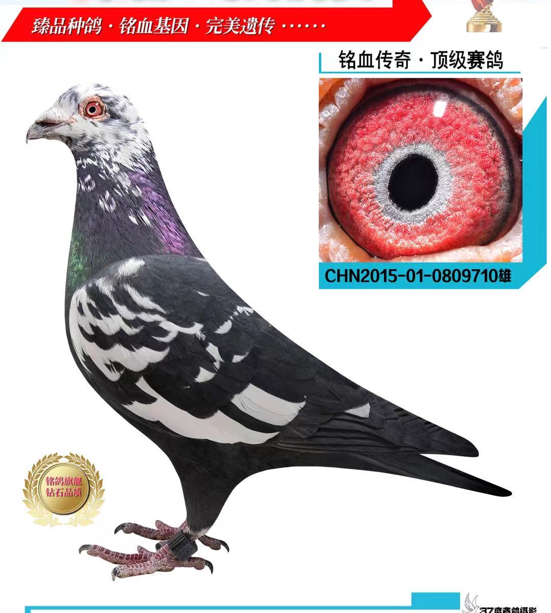 信鸽在线拍卖平台 - 中国信鸽信息网