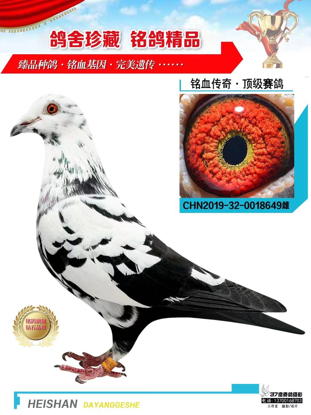 信鸽在线拍卖平台 - 中国信鸽信息网