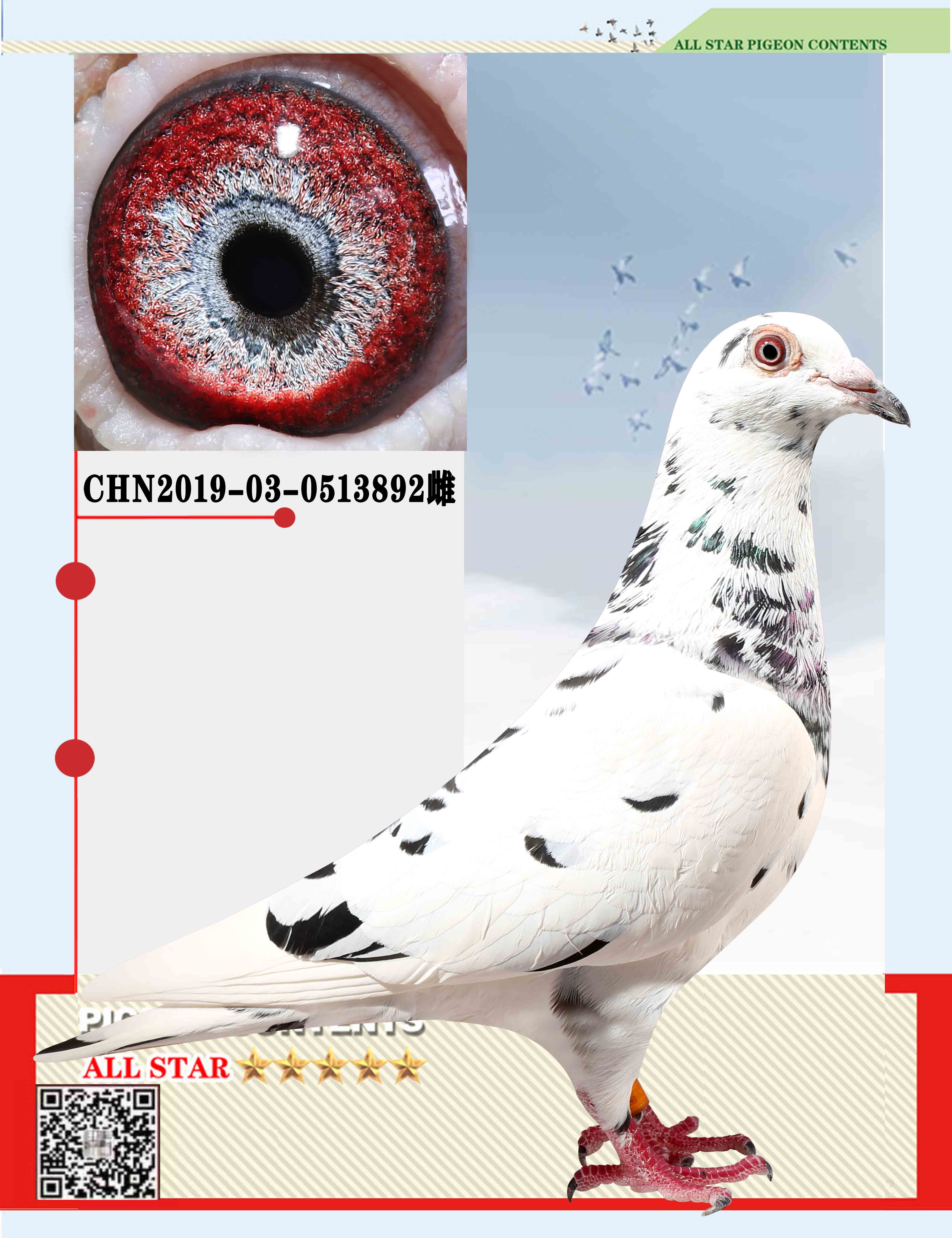 信鸽在线拍卖平台 - 中国信鸽信息网