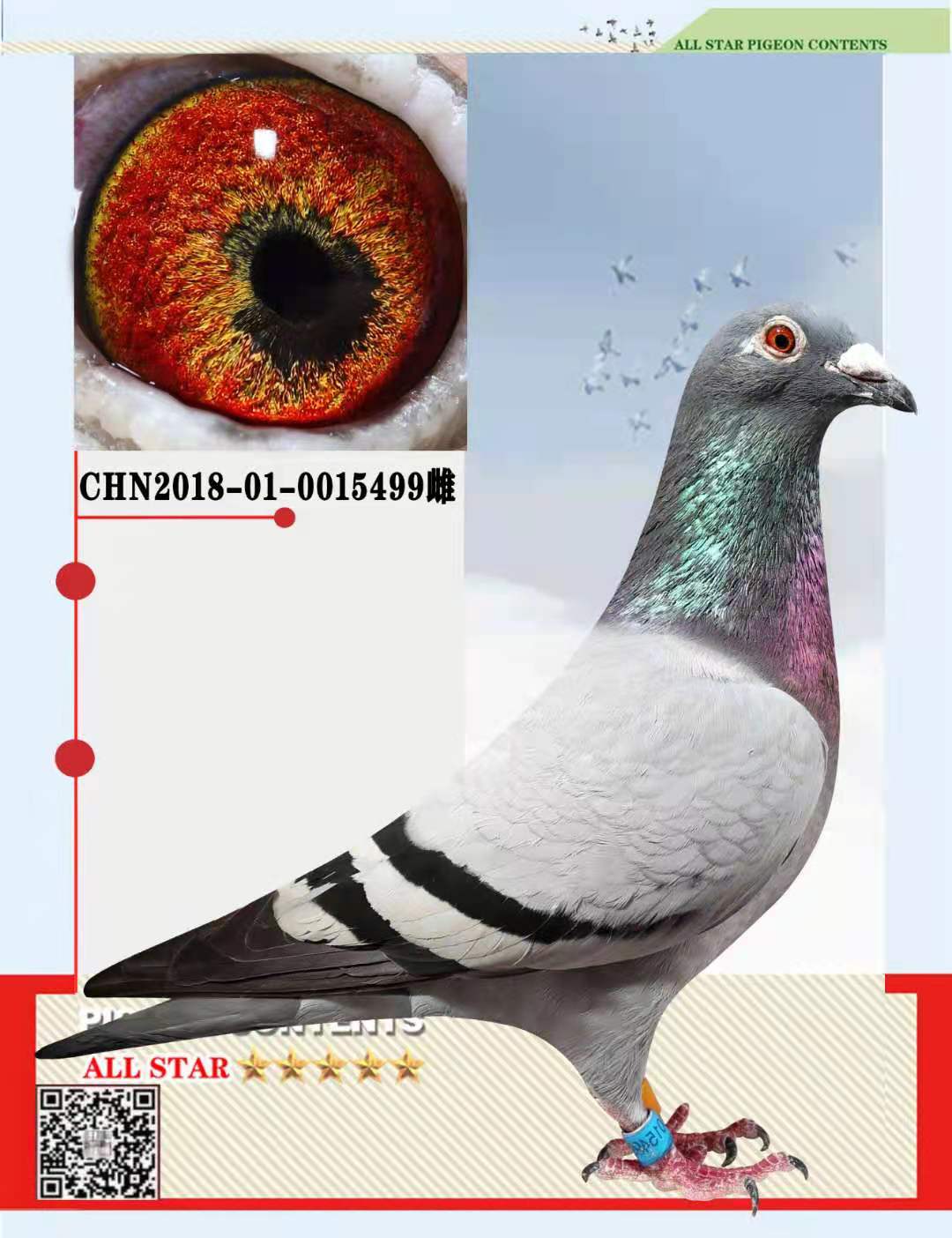 信鸽在线拍卖平台 - 中国信鸽信息网