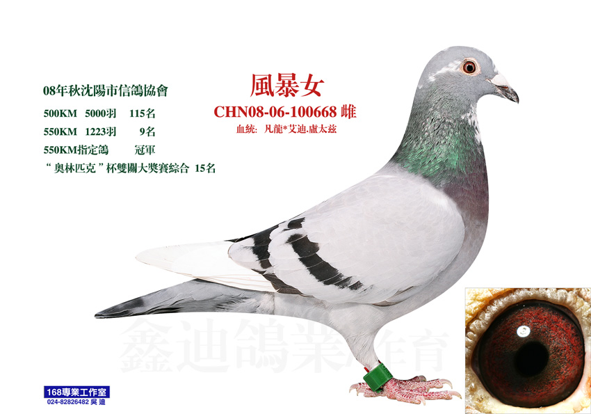 信鸽在线拍卖平台 - 中国信鸽信息网