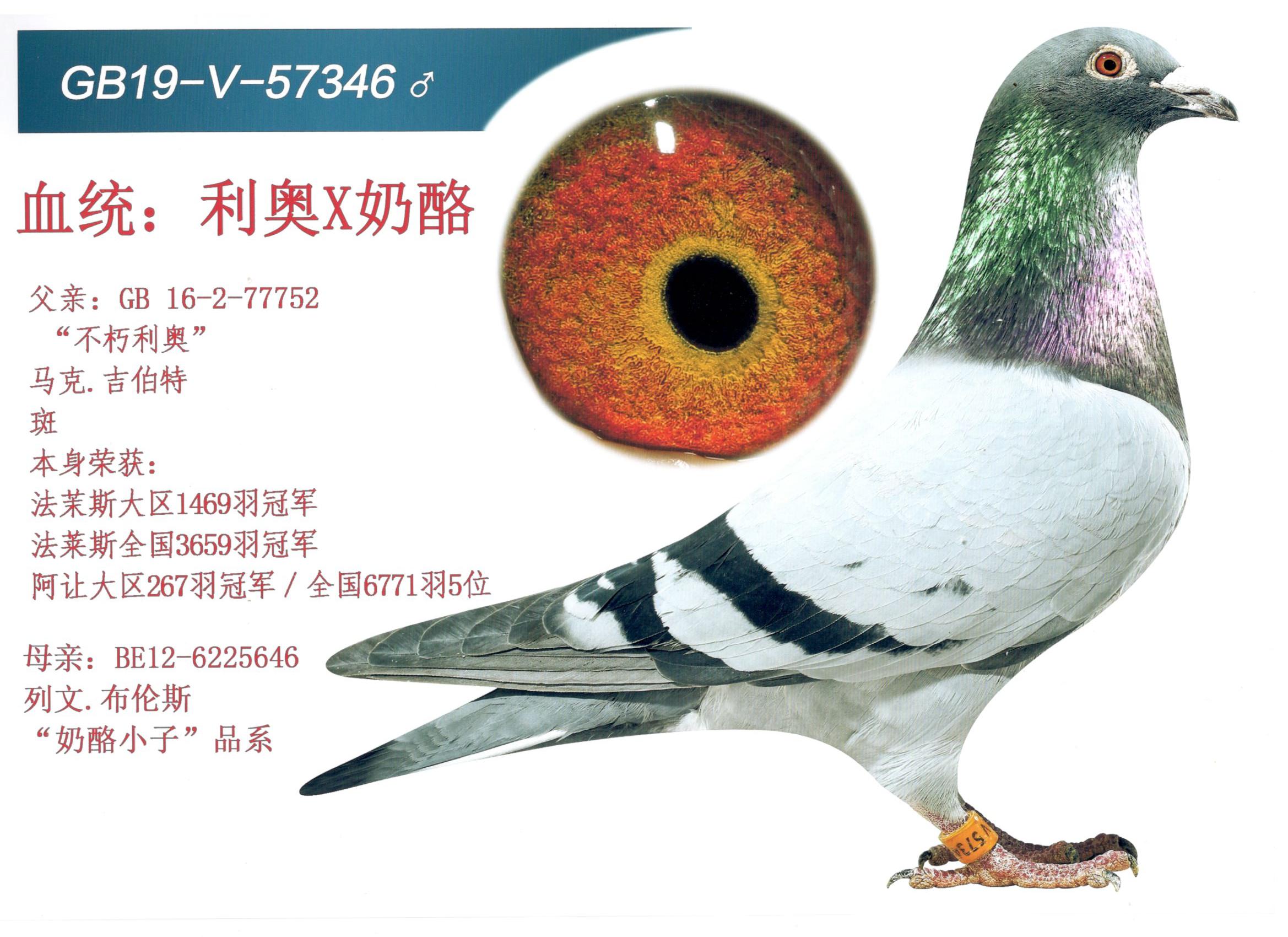 信鸽在线拍卖平台 - 中国信鸽信息网