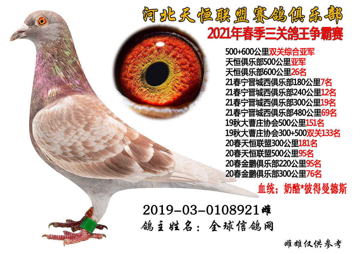 信鸽在线拍卖平台 - 中国信鸽信息网