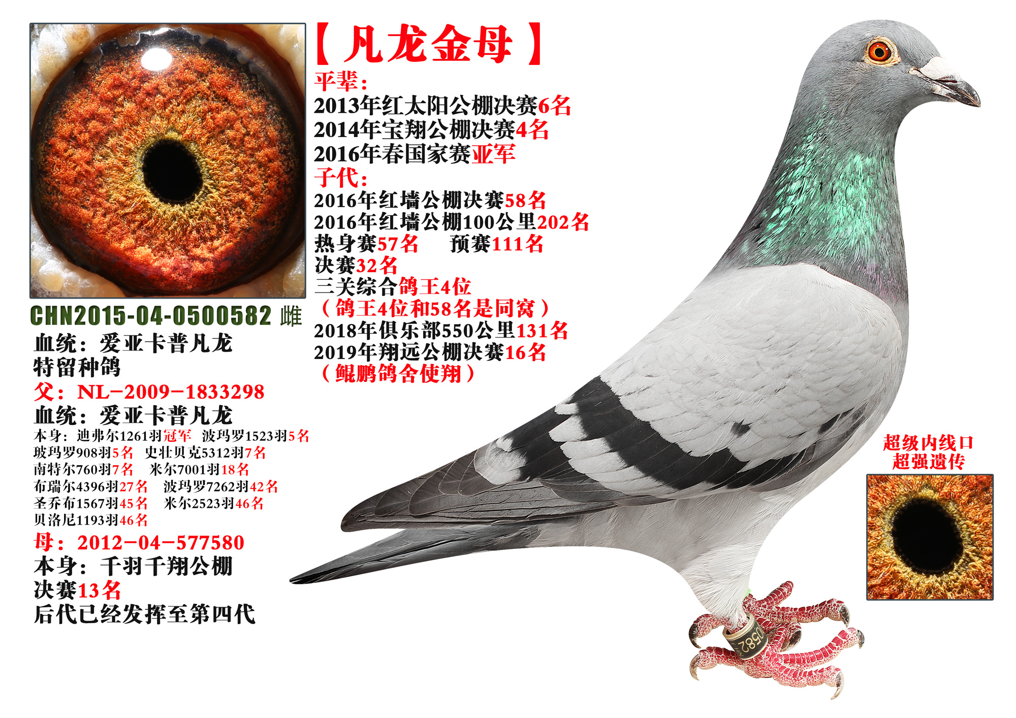 信鸽在线拍卖平台 - 中国信鸽信息网