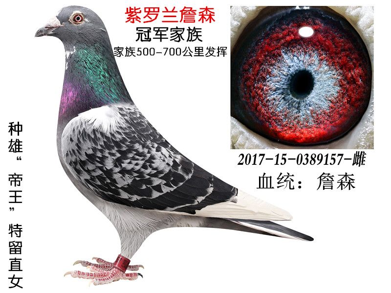 信鸽在线拍卖平台 - 中国信鸽信息网