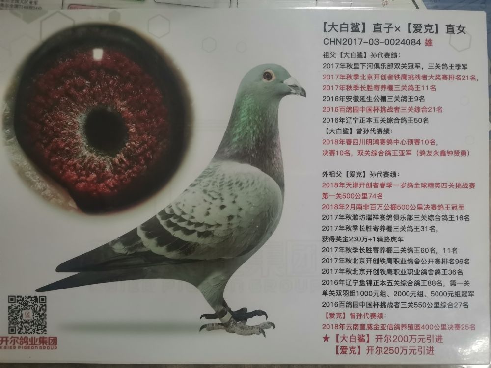 信鸽在线拍卖平台 - 中国信鸽信息网