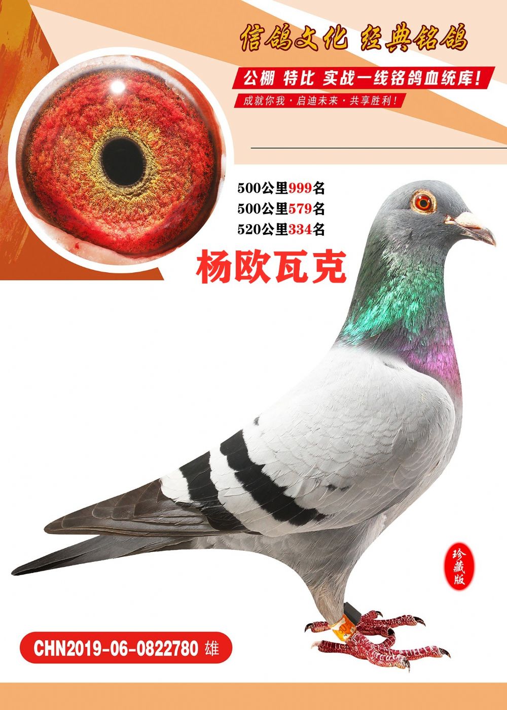 信鸽在线拍卖平台 - 中国信鸽信息网