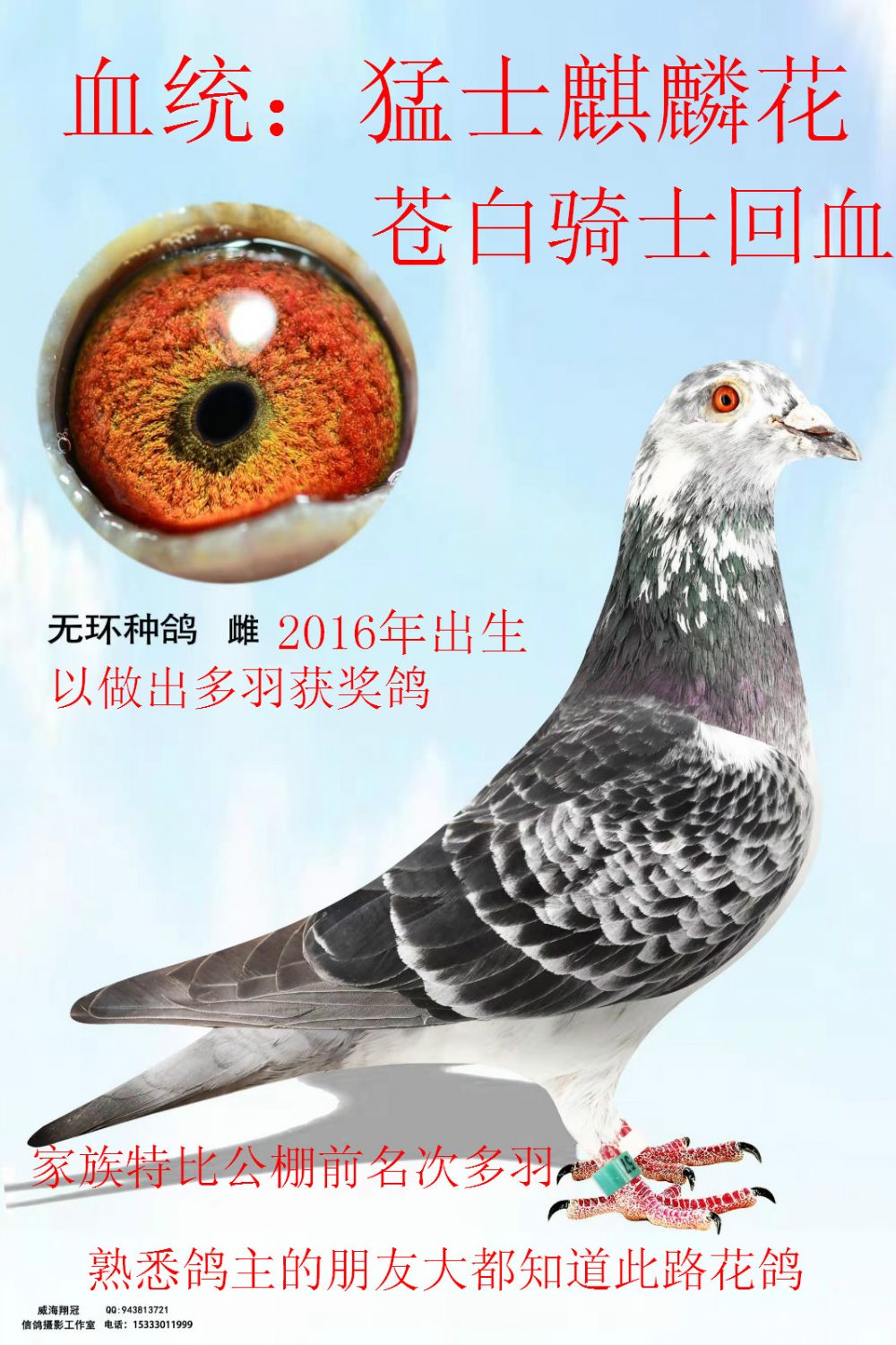 信鸽在线拍卖平台 - 中国信鸽信息网