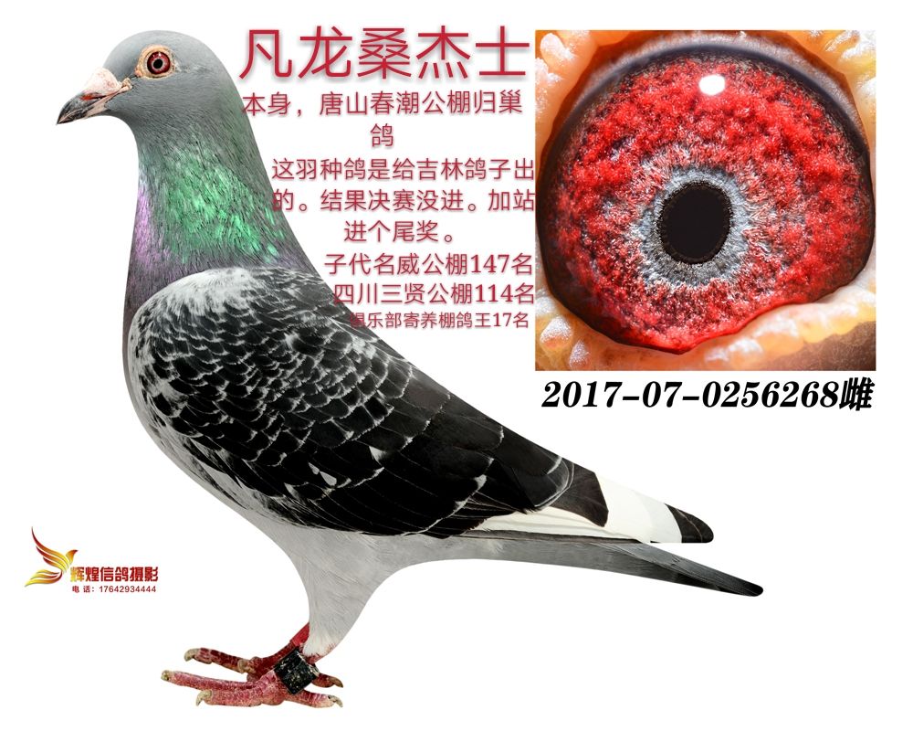 信鸽在线拍卖平台 - 中国信鸽信息网