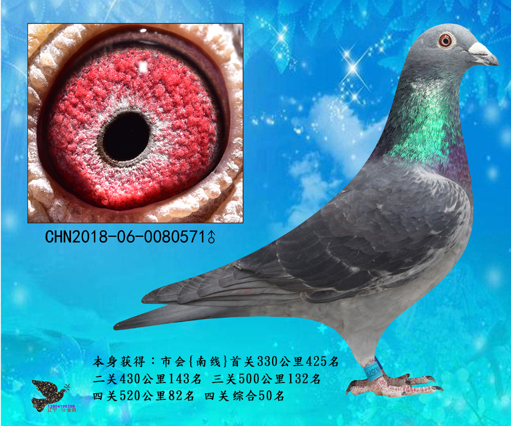 58金鸽 - 中信网铭鸽展厅 www.ag188.com