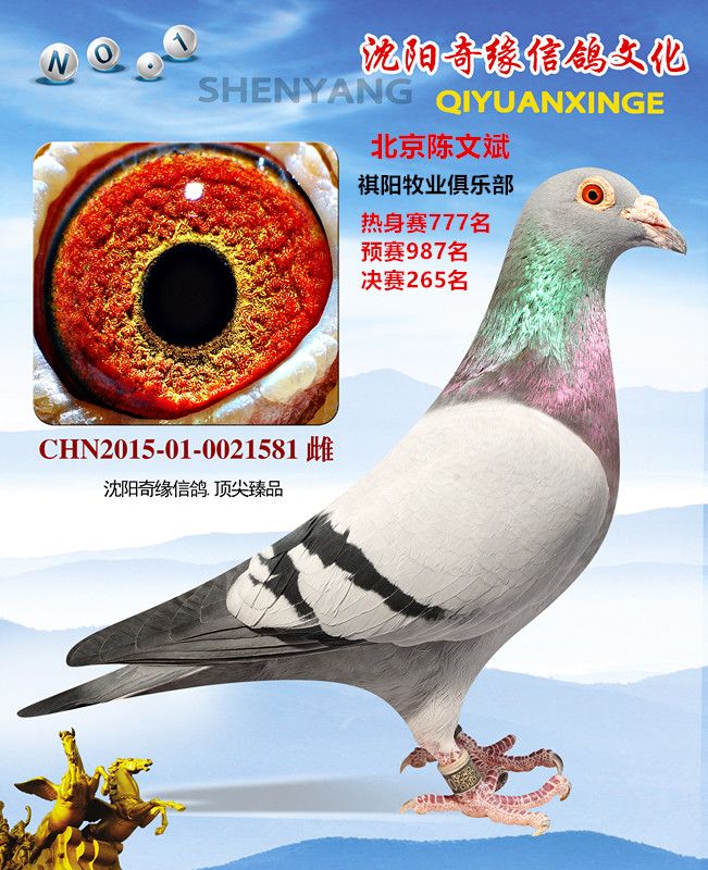 信鸽在线拍卖平台 - 中国信鸽信息网