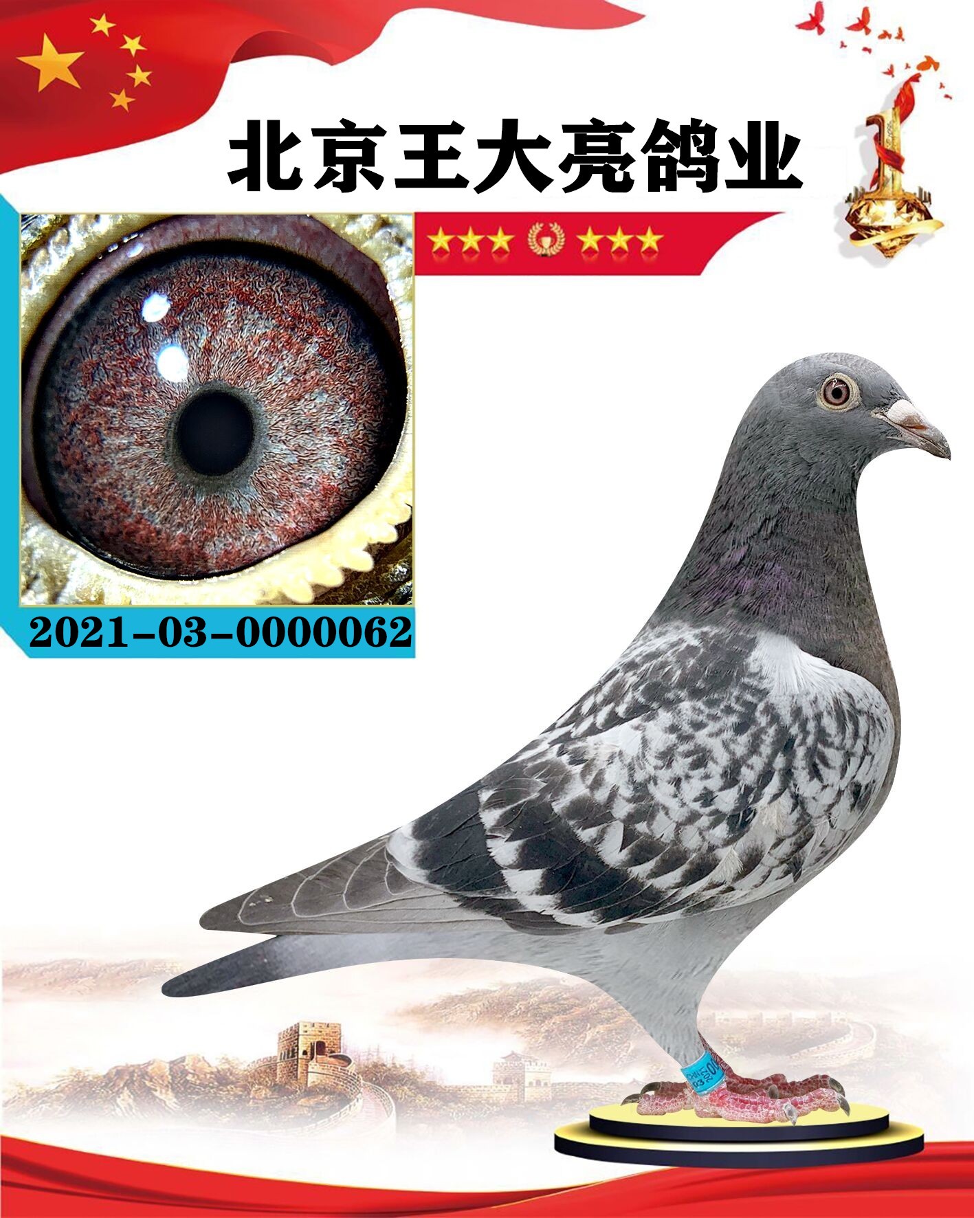 信鸽在线拍卖平台 - 中国信鸽信息网