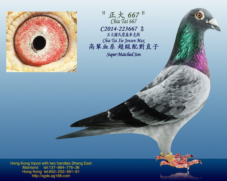 铭 鸽  新鸽上架  推荐铭鸽  定价鸽  在线拍鸽 黄金配对   网上展厅