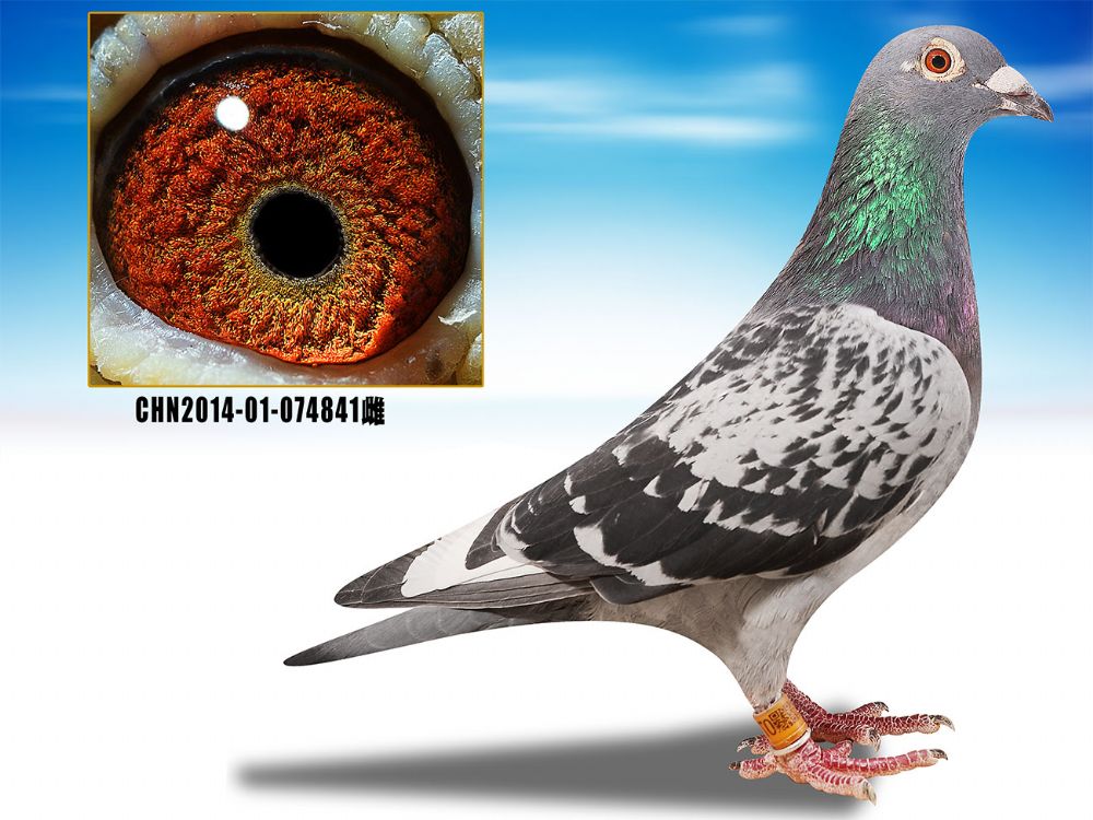 信鸽在线拍卖平台 - 中国信鸽信息网