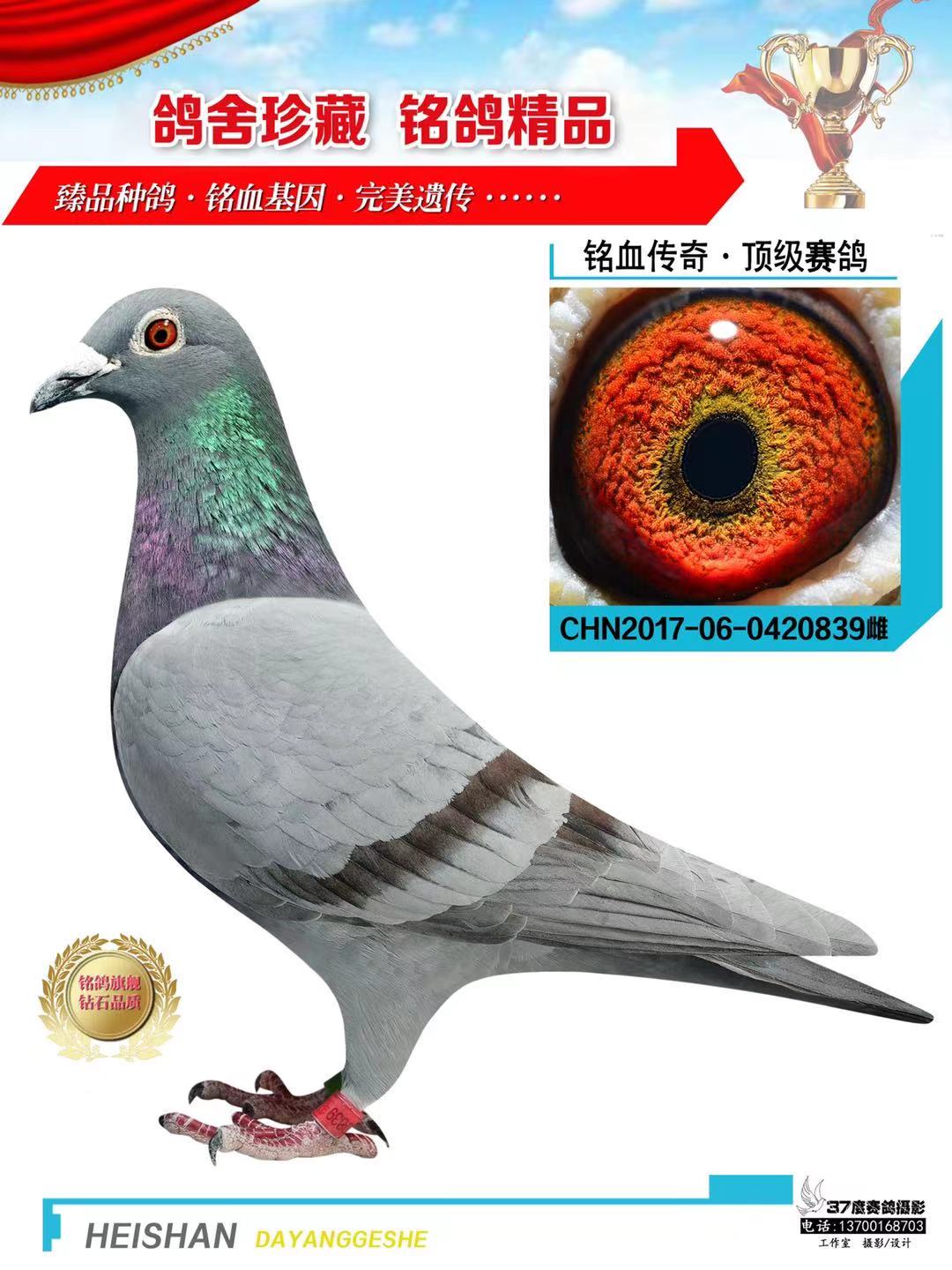 信鸽在线拍卖平台 - 中国信鸽信息网