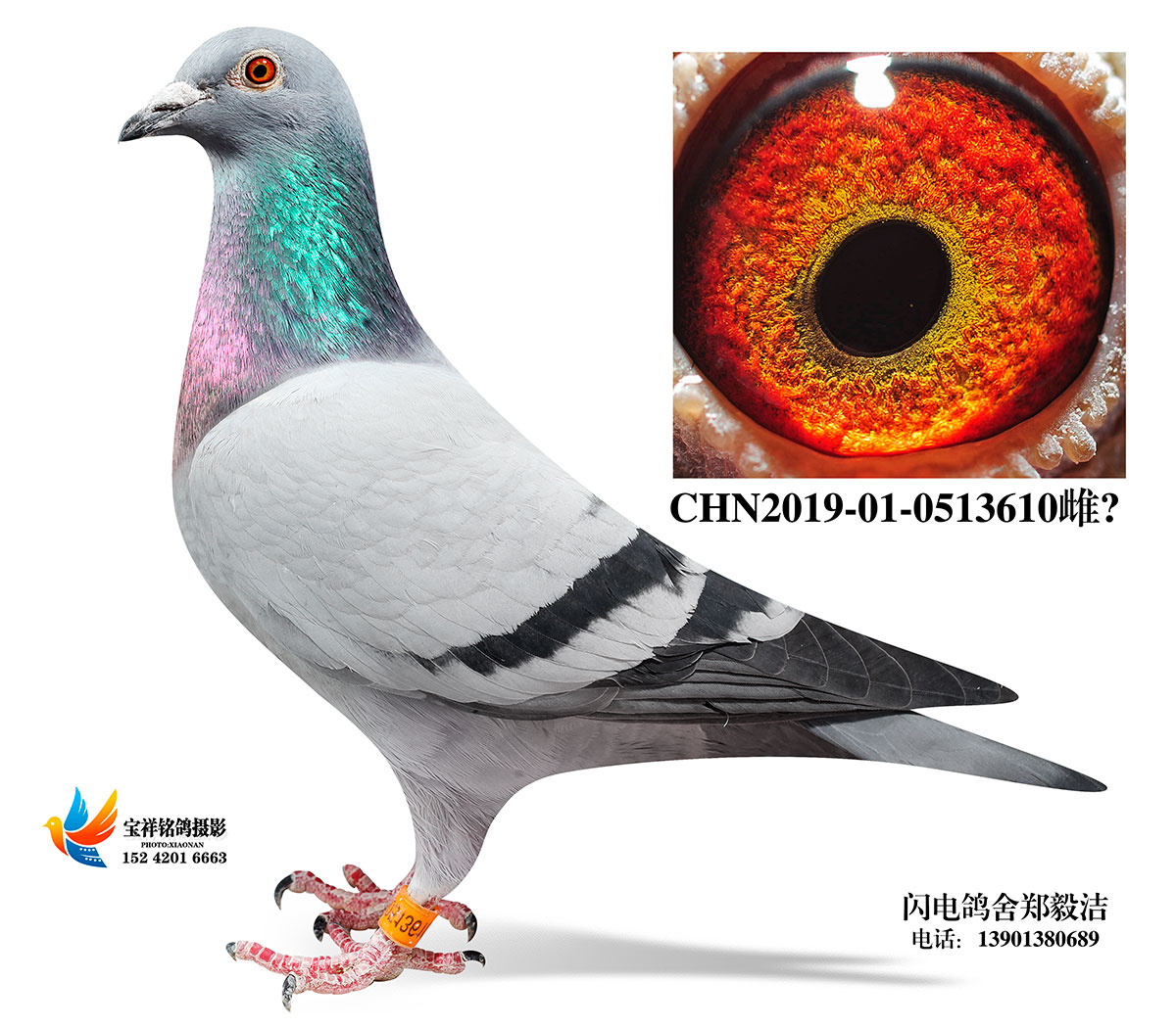 铭 鸽  新鸽上架  推荐铭鸽  定价鸽  在线拍鸽 黄金配对   网上展 