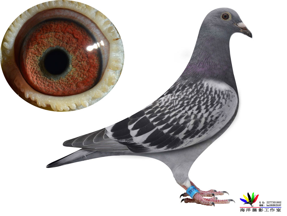 信鸽在线拍卖平台 - 中国信鸽信息网