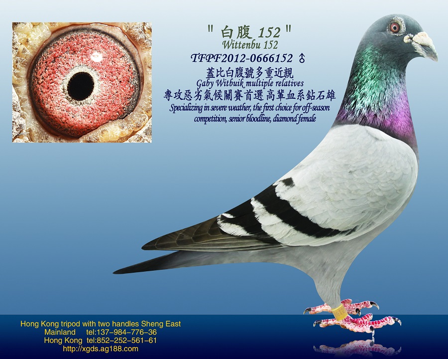 信鸽在线拍卖平台 - 中国信鸽信息网