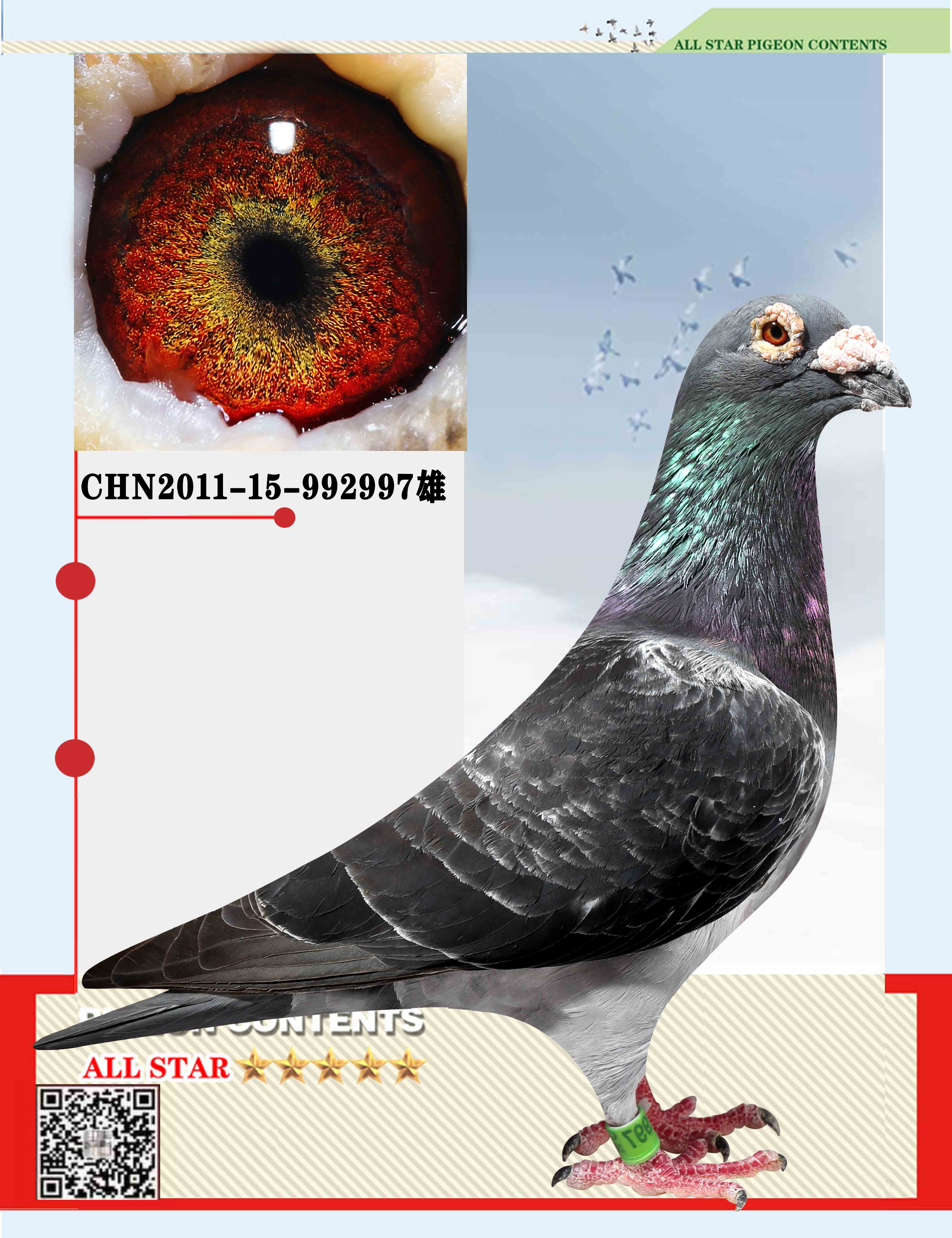 信鸽在线拍卖平台 - 中国信鸽信息网