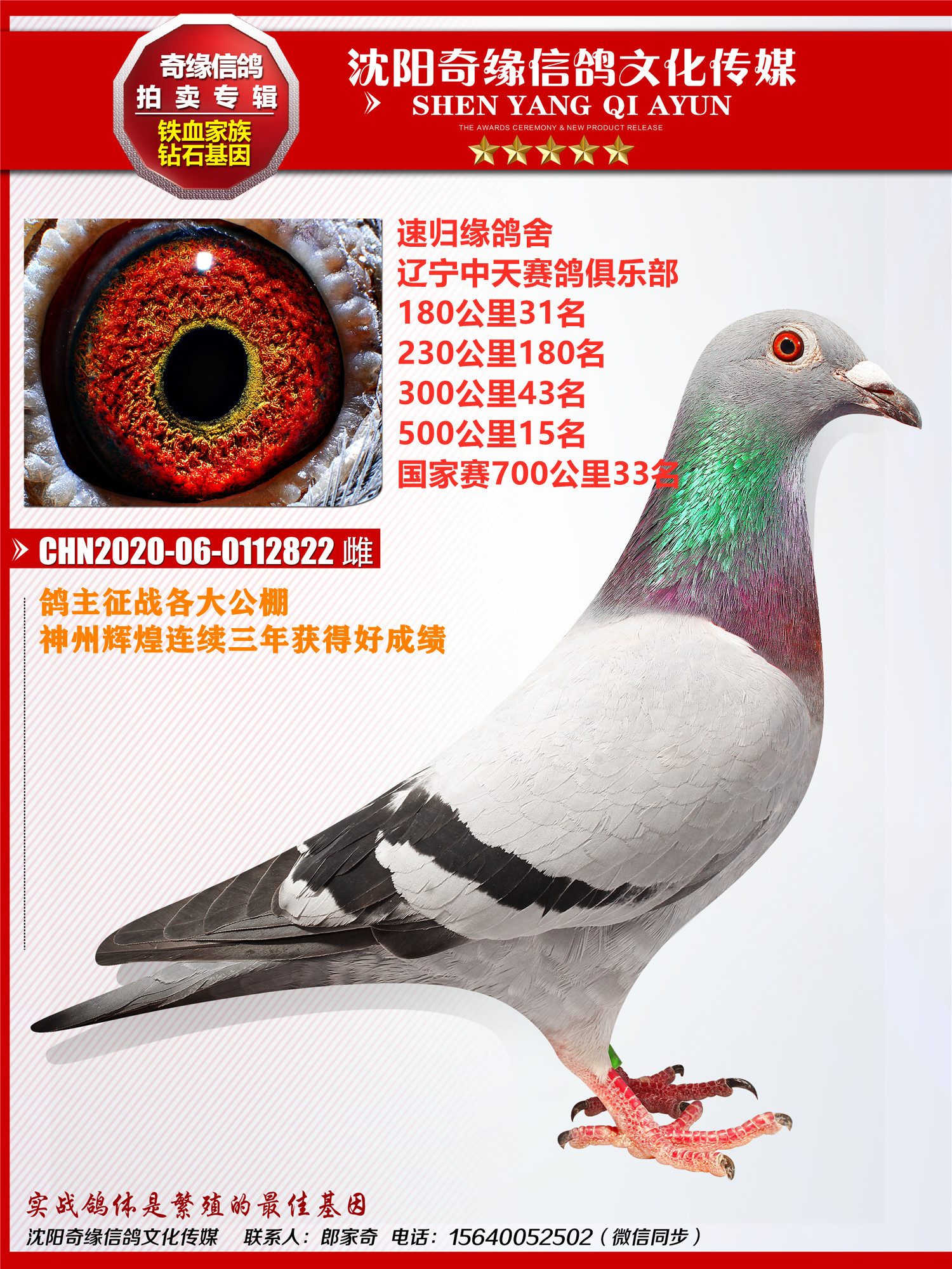 信鸽在线拍卖平台 - 中国信鸽信息网