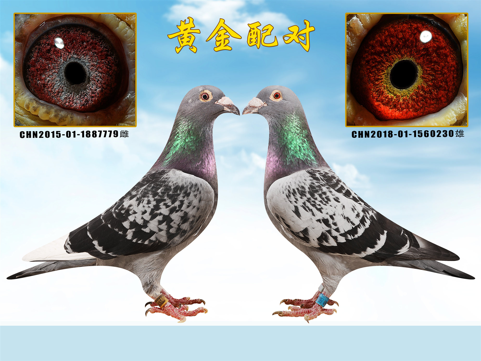 信鸽在线拍卖平台 - 中国信鸽信息网