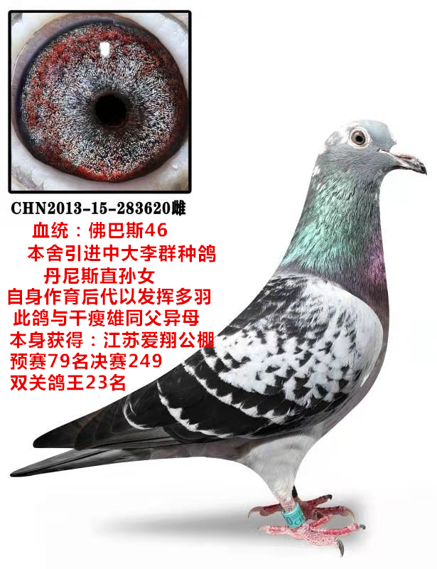 信鸽在线拍卖平台 - 中国信鸽信息网