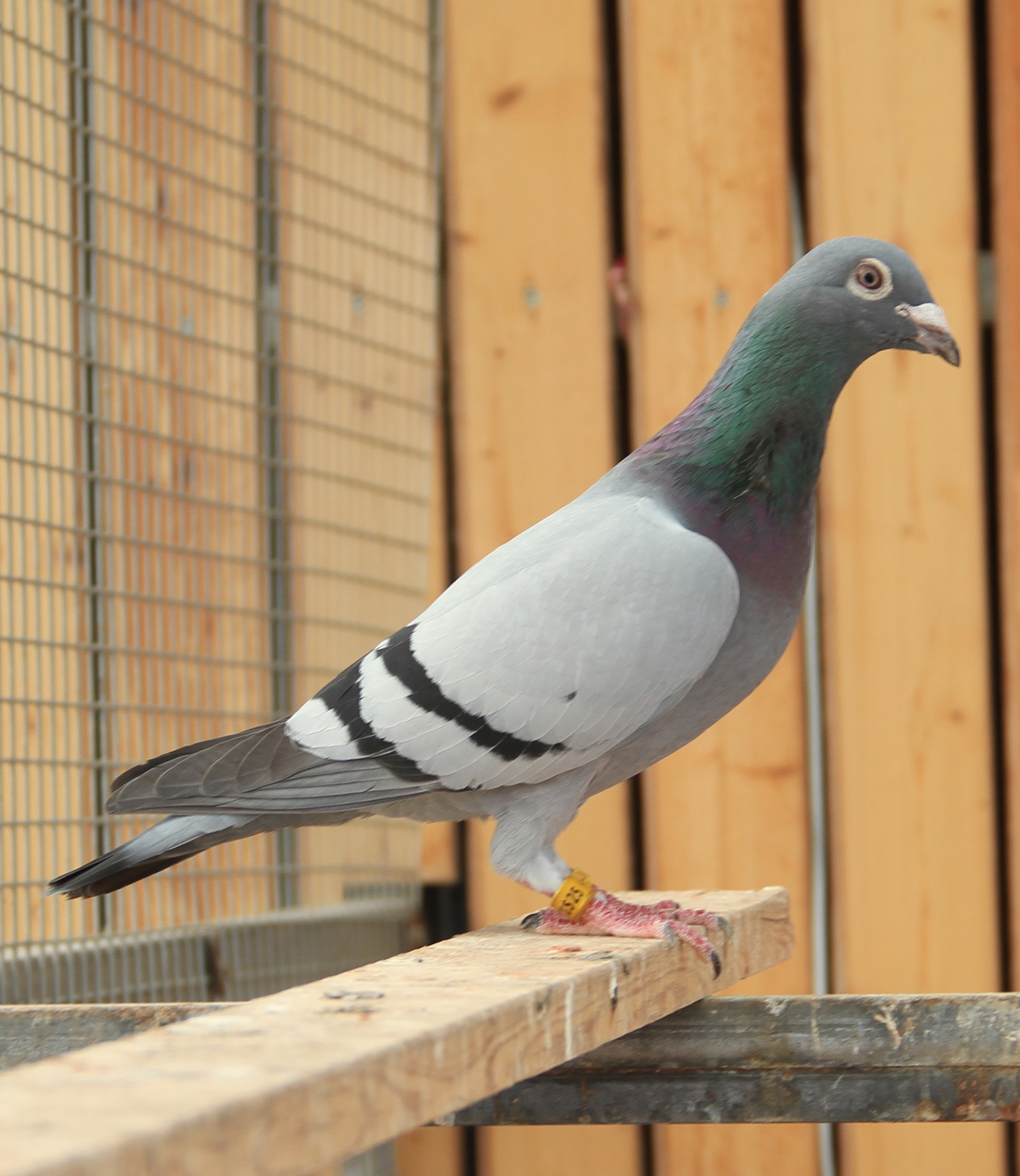 信鸽在线拍卖平台 - 中国信鸽信息网