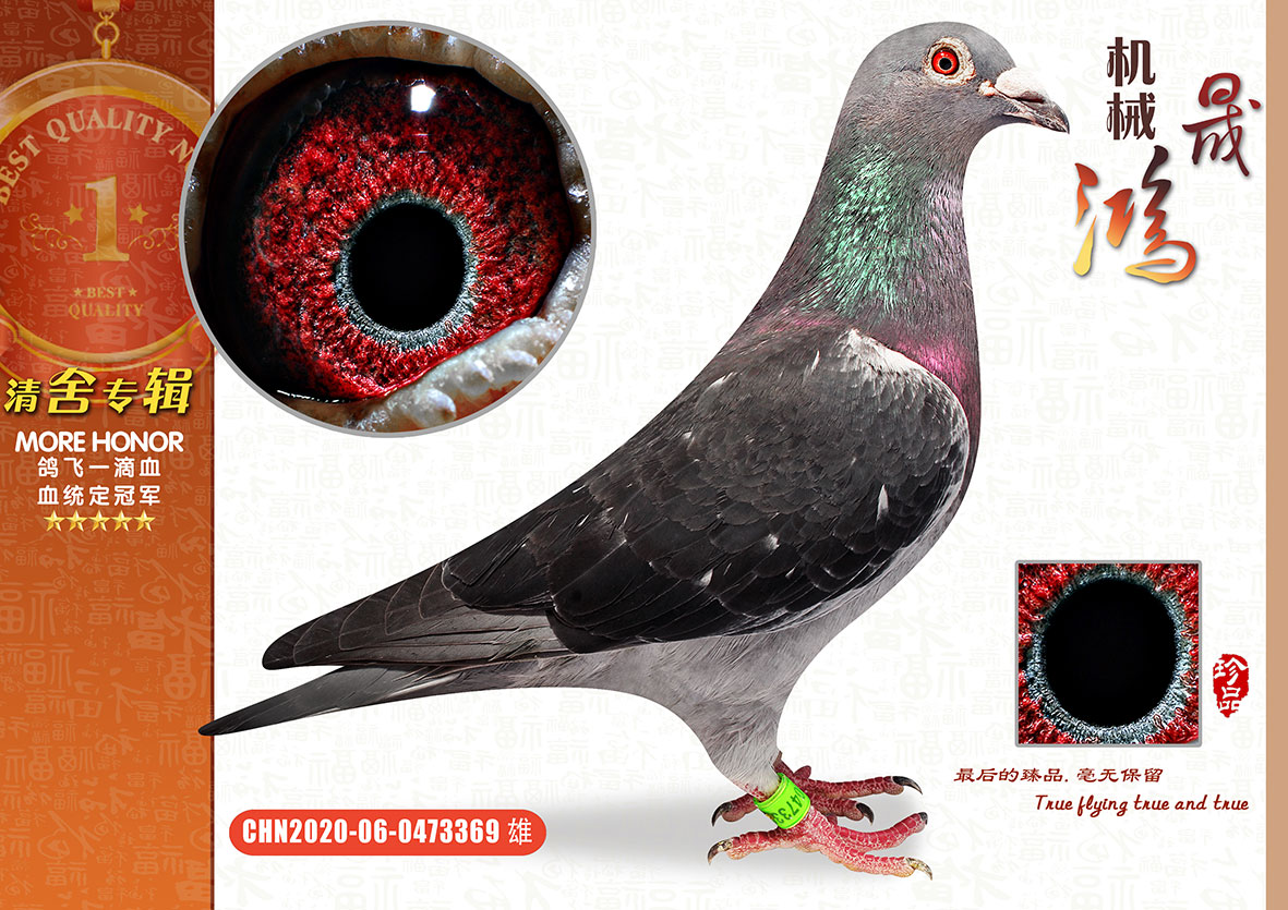 信鸽在线拍卖平台 - 中国信鸽信息网