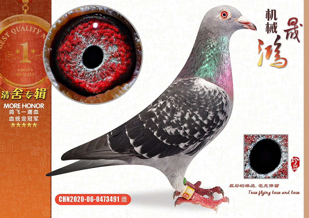信鸽在线拍卖平台 - 中国信鸽信息网