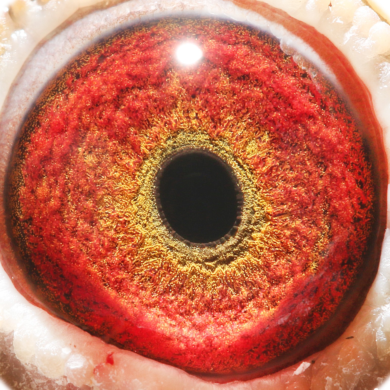 信鸽在线拍卖平台 - 中国信鸽信息网