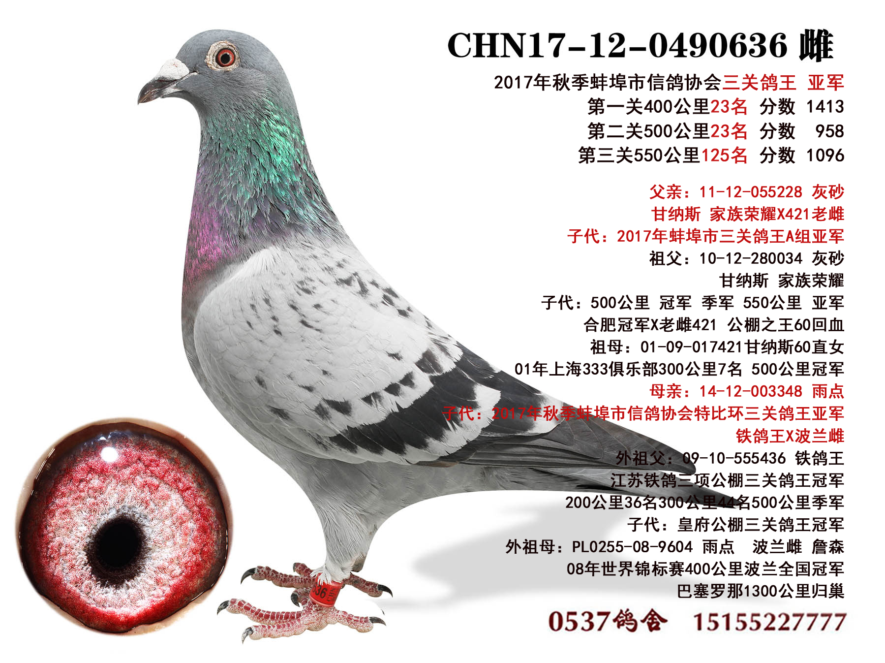 信鸽在线拍卖平台 - 中国信鸽信息网