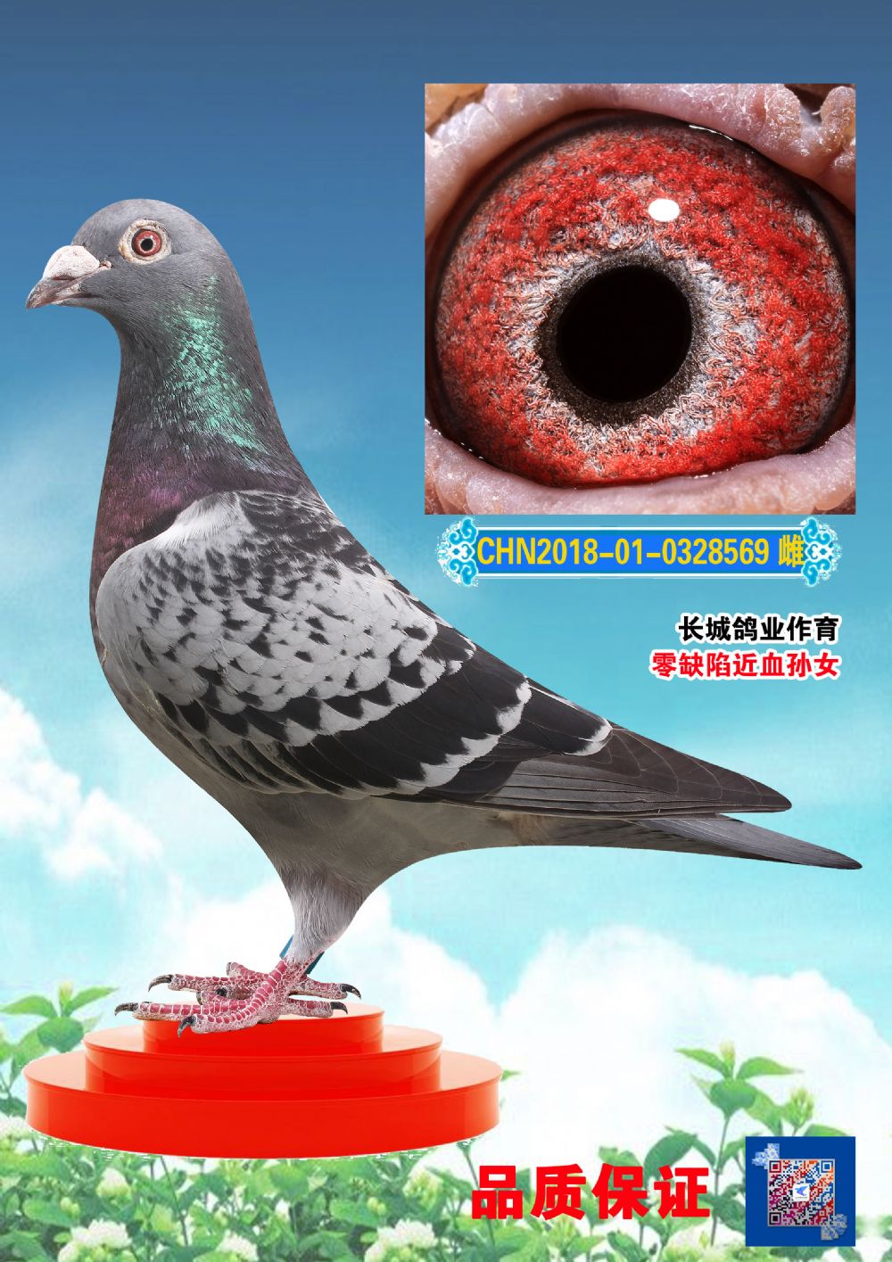 信鸽在线拍卖平台 - 中国信鸽信息网