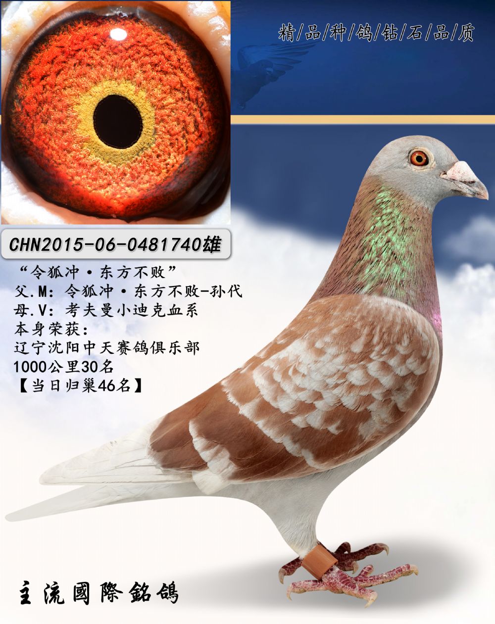 商品首 页  铭 鸽  新鸽上架  推荐铭鸽  定价鸽  在线拍鸽 黄金配对