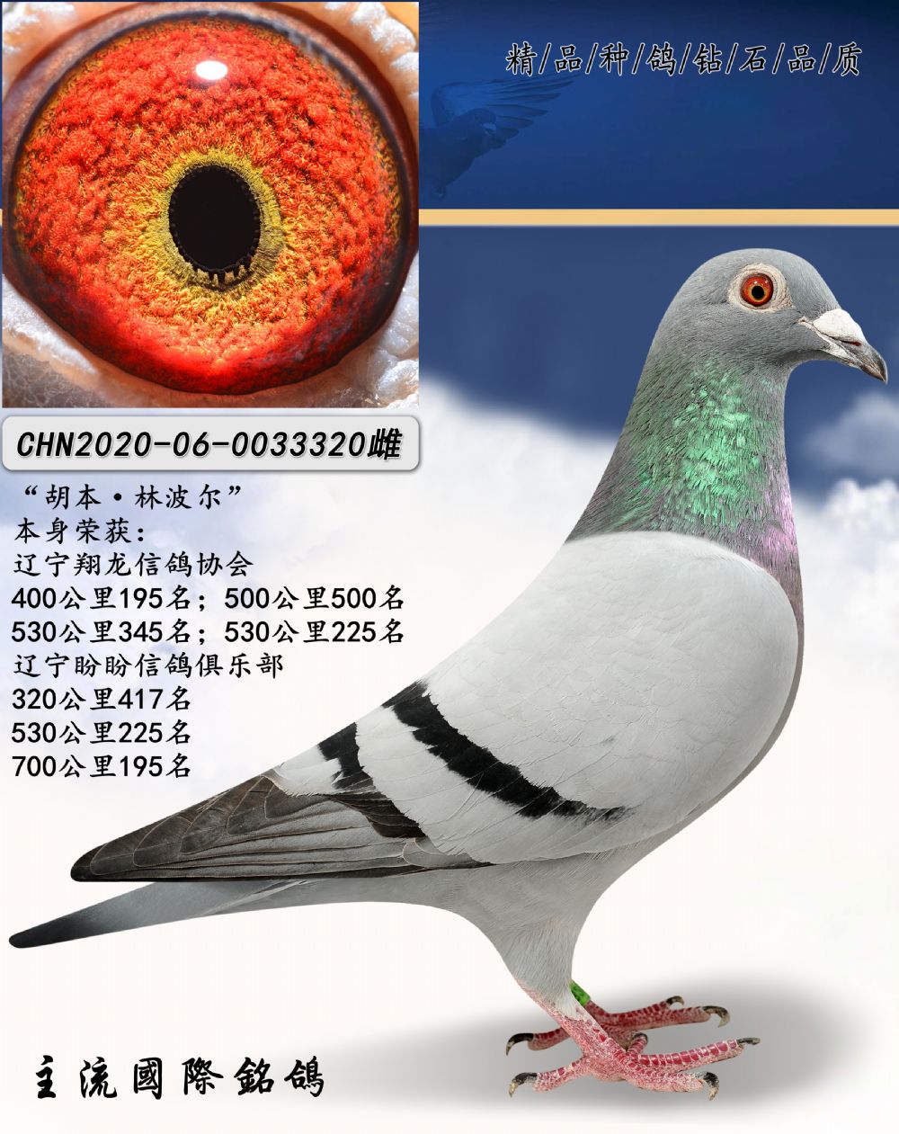 信鸽在线拍卖平台 - 中国信鸽信息网