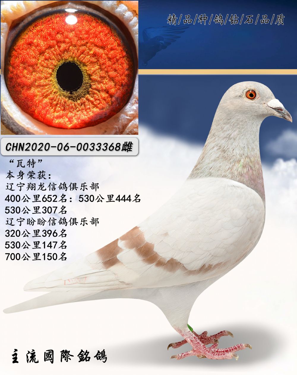 信鸽在线拍卖平台 - 中国信鸽信息网