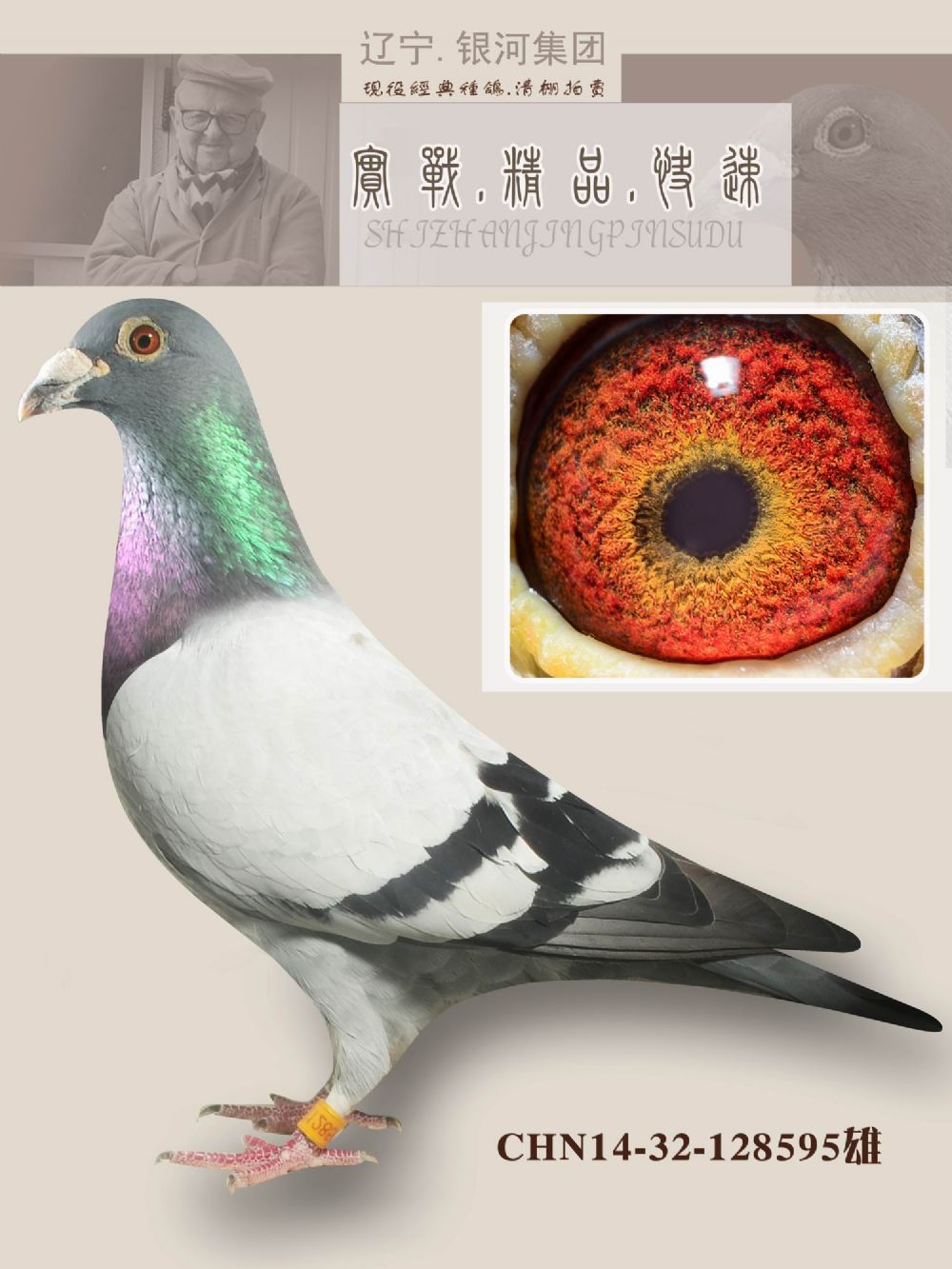 北京老炮鸽子图片