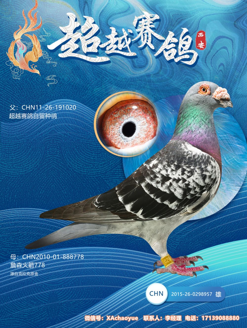 信鸽在线拍卖平台