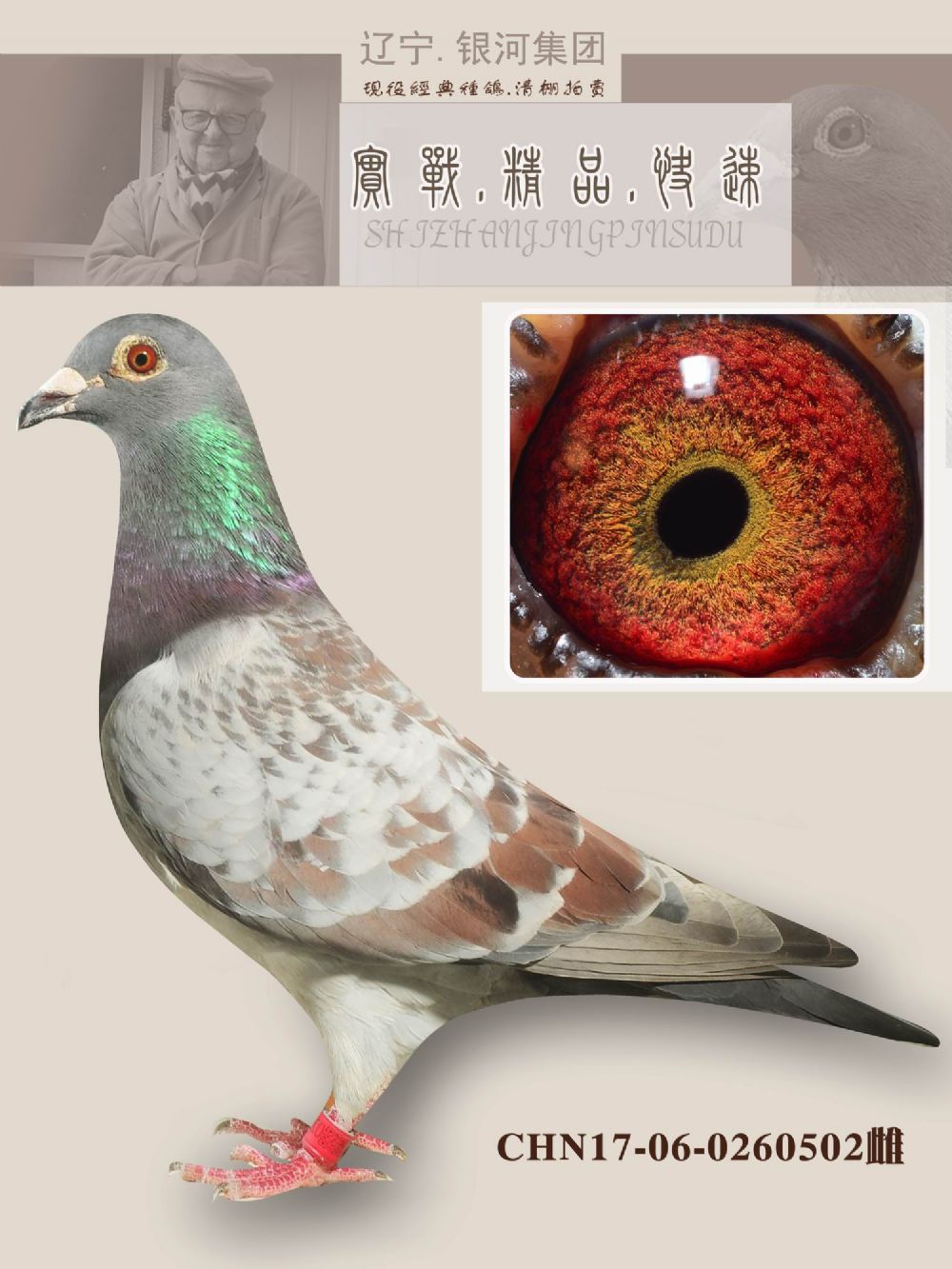 信鸽在线拍卖平台 - 中国信鸽信息网