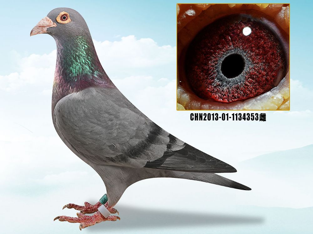 信鸽在线拍卖平台 - 中国信鸽信息网