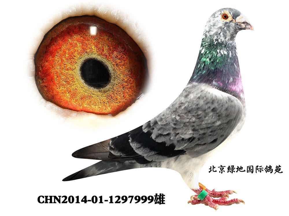 信鸽在线拍卖平台 - 中国信鸽信息网