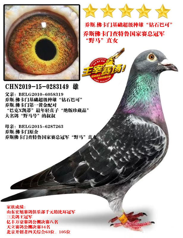 推荐铭鸽  定价鸽  在线拍鸽 黄金配对   网上展厅 管 理  鸽保健品