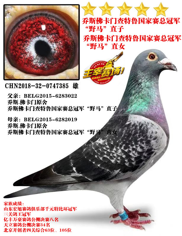 信鸽在线拍卖平台 - 中国信鸽信息网
