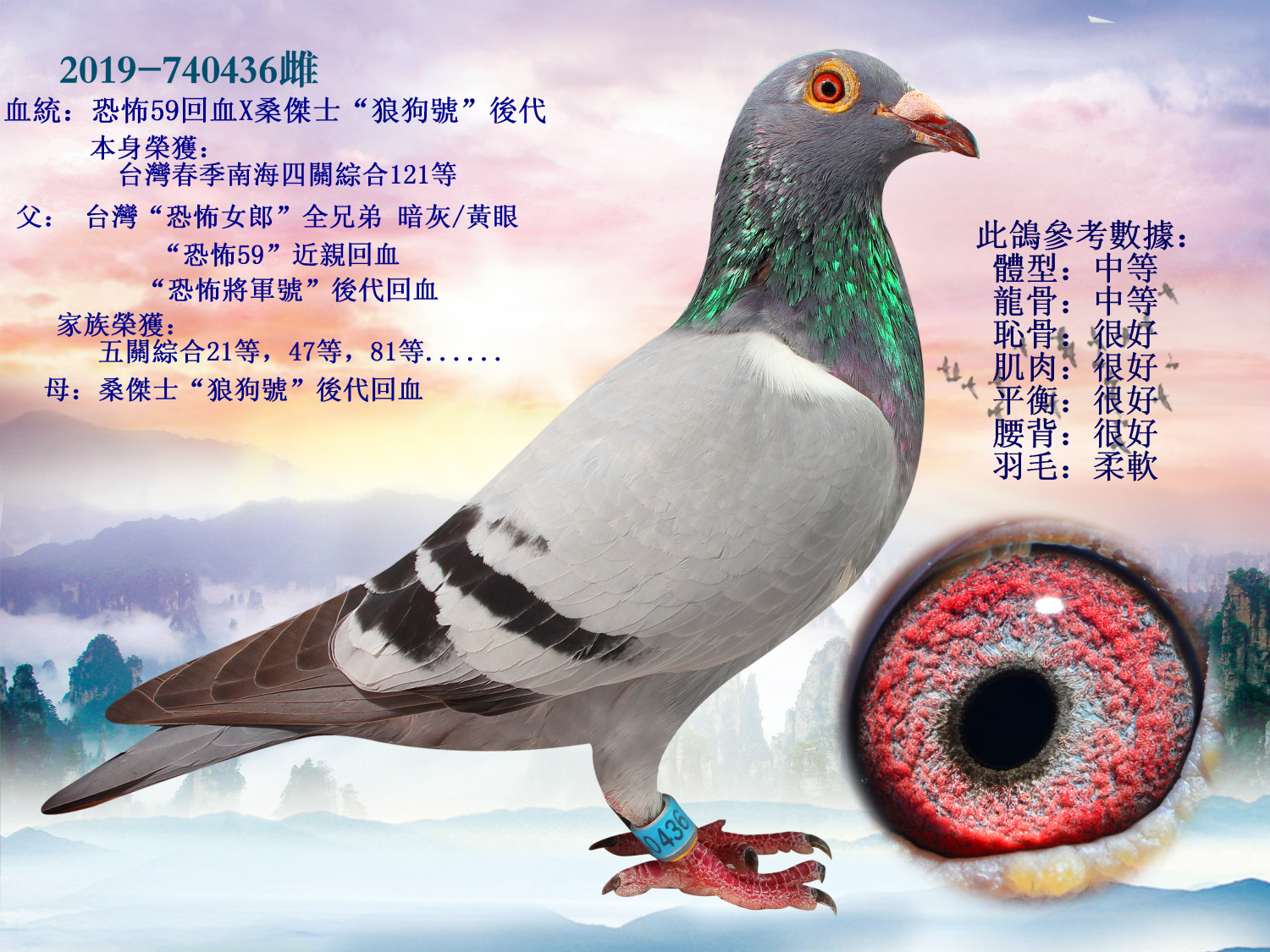 台湾明月种鸽舍图片
