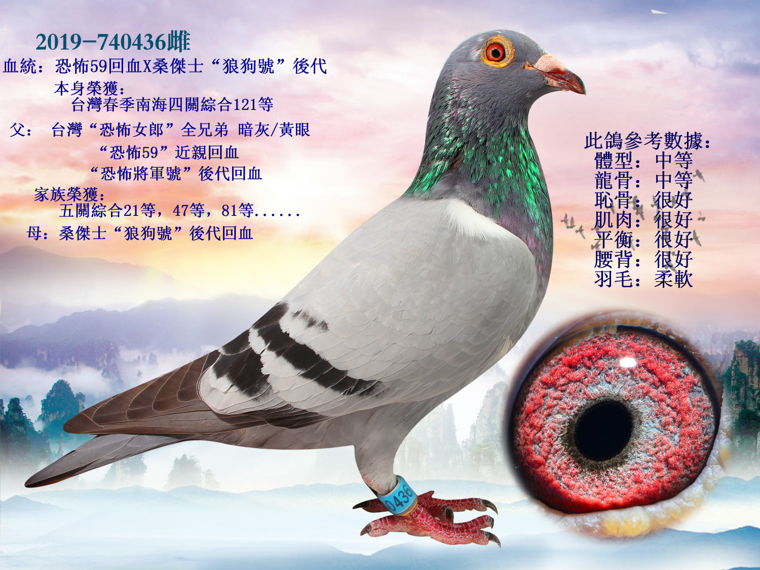 铭 鸽  新鸽上架  推荐铭鸽  定价鸽  在线拍鸽 黄金配对   网上展厅